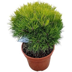 Conifer Ornamental Nigra Marie Bregeon, H 25 cm