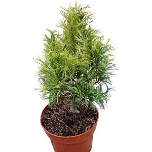 Conifer Ornamental Pinus Strobus Green Twist, H 25 cm