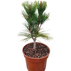 Conifer Pinus Densiflora Umbraculifera, D 18 cm, H 25 cm