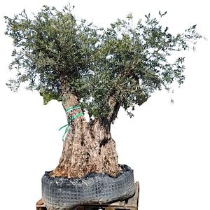 Maslin Olea Europaea Provincial, H 3 m