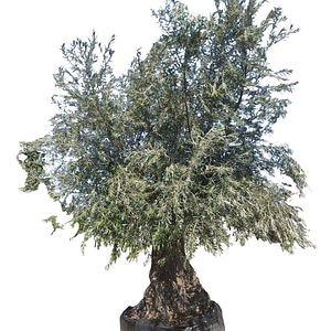 Maslin Olea Europaea, H 4 m