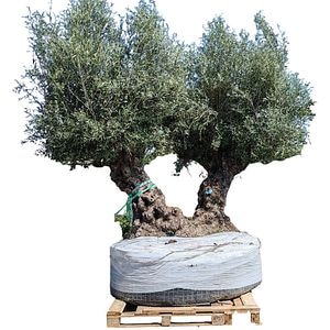 Maslin Olea Europaea Double Trunk, H 3 m