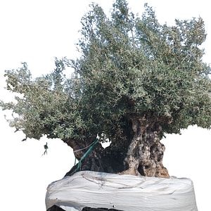 Maslin Olea Europaea Triple Trunk Netting, H 3 m
