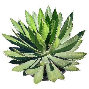 Agava Mix Bol, H 50 cm