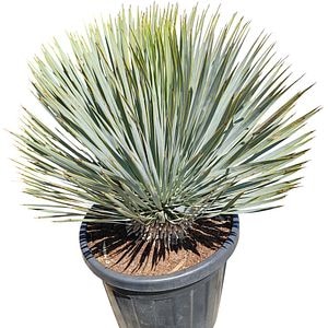 Yucca Rostrata, H 50 cm