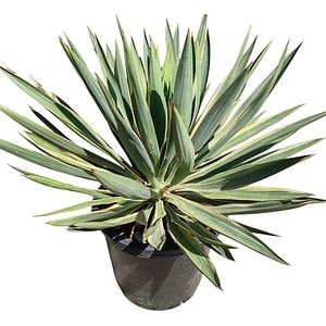 Yucca Gloriosa Variegata, H 40 cm