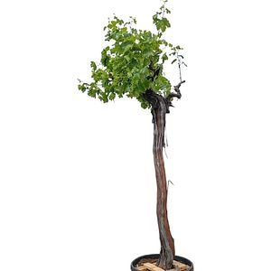 Vita de vie Red Globe, H 2.5 m