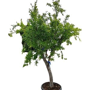 Rodie (Punica granatum), H 1.8 m