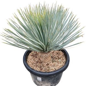 Yucca albastra, H 80 cm
