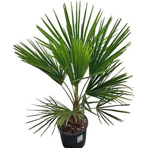 Palmier de moara (Trachycarpus fortunei), H 70 cm