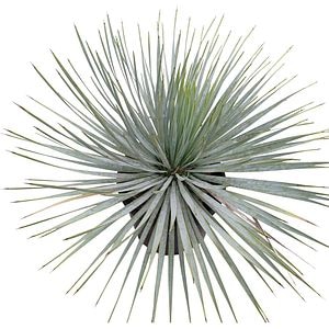 Yucca albastra, H 50 cm