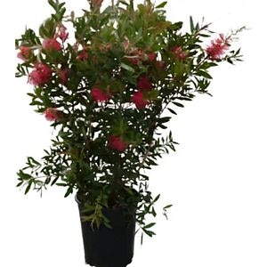 Arborele periuta de sticla (Callistemon citrinus), H 160 cm
