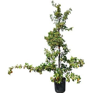 Cotoneaster de lapte (Cotoneaster lacteus), H 150 cm