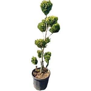 Chiparos Leyland Pon Pon (Cupressocyparis leylandii 'Pon Pon'), H 120 cm