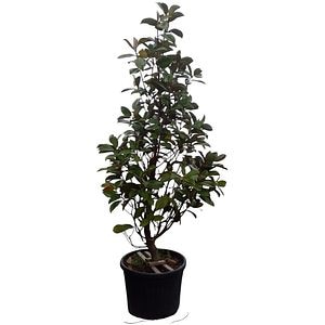 Magnolie vesnic verde (Magnolia gallissoniensis), H 200 cm