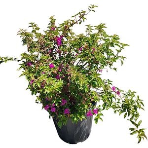 Bougainvillea (Bougainvillea), H 60 cm