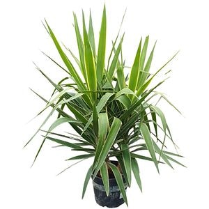 Yucca de interior (Yucca elephantipes), H 80 cm