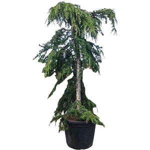 Cedru de Himalaya (Cedrus Deodara Pendula), H 200 cm