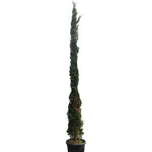 Chiparos italian (Cupressus Sempervirens Pyramidalis), H 300 cm