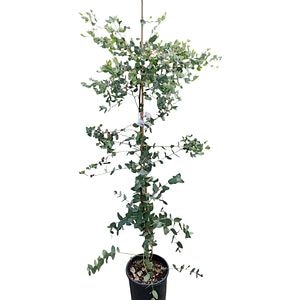 Eucalipt (Eucalyptus Gunnii), H 130 cm