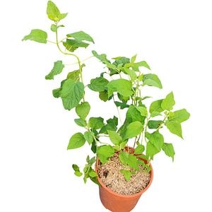 Hortensie (Hydrangea Arborescens), H 45 cm