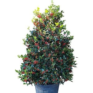 Laur englezesc (Ilex Aquifolium N. Stevens), H 200 cm