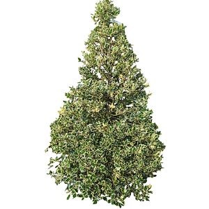 Laur englezesc variegat (Ilex Aquifolium Variegatum Cono), H 150 cm