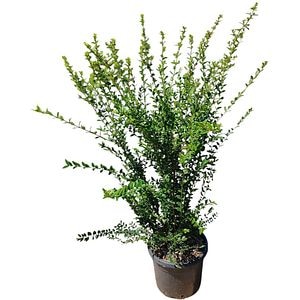 Caprifoi (Lonicera Nitida), H 35 cm
