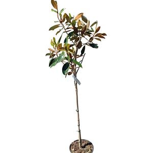 Magnolie (Magnolia Gallissoniensis), H 130 cm