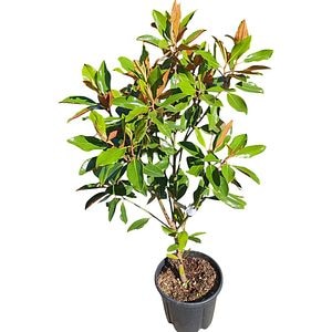 Magnolie (Magnolia Gallissoniensis), H 100 cm