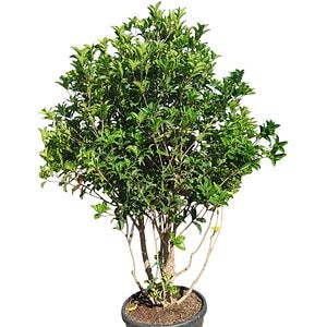 Osmanthus Aquifolium, H 160 cm