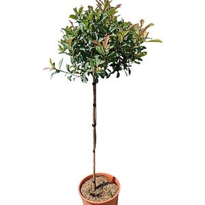 Photinia Fraseri Compacta, H 130 cm