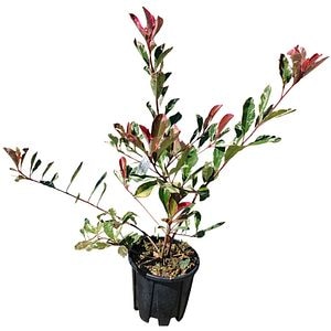 Photinia Fraseri Variegata, H 40 cm