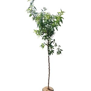 Migdal (Prunus Amygdalus), H 150 cm