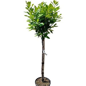 Laur cires (Prunus Laurocerasus), H 160 cm