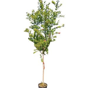 Rodiu (Punica Granatum), H 170 cm