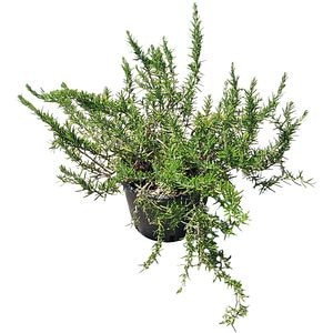 Rozmarin tarator (Rosmarinus Officinalis Repens), H 30 cm