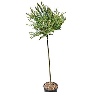Salcie japoneza (Salix Integra Hakuro Nishiki), H 160 cm