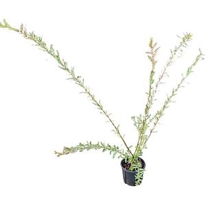 Salcie (Salix), H 80 cm