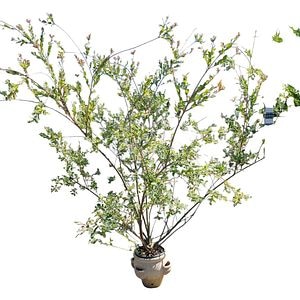 Salcie (Salix), H 200 cm