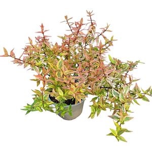 Abelia (Abelia Edward Goucher), H 25 cm