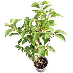 Laur portughez (Prunus Lusitanica Angustifolia), H 25 cm