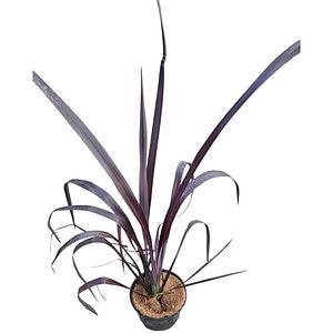 In de Noua Zeelanda variegat (Phormium Tenax Variegatum), H 40 cm