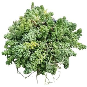 Iarba grasa alba (Sedum Album), H 10 cm