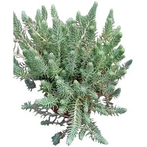 Iarba grasa Blue Spruce (Sedum Blue Spruce), H 15 cm