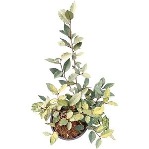 Salcioara vesnic verde (Elaeagnus Ebbingei Extra), H 15 cm
