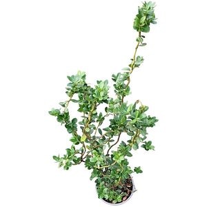 Laur englezesc argintiu (Ilex Argenteomarginata), H 10 cm