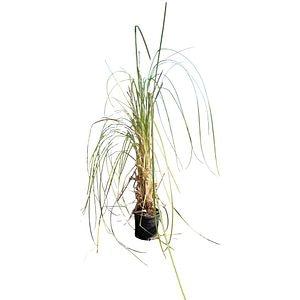 Iarba de pampas (Cortaderia), H 80 cm