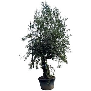Maslin (Olea Europaea Hojiblanco), H 300 cm