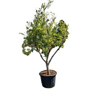 Rodiu (Punica Granatum), H 180 cm